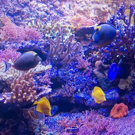 Aquarium lighting